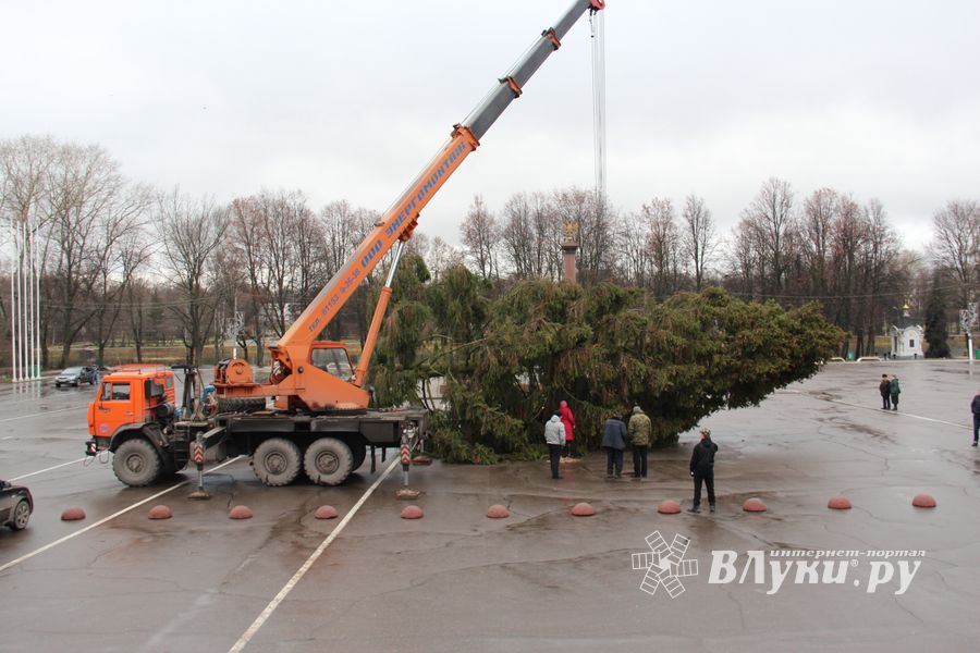 Сегодня в Великие Луки привезли главную новогоднюю ёлку (фото)