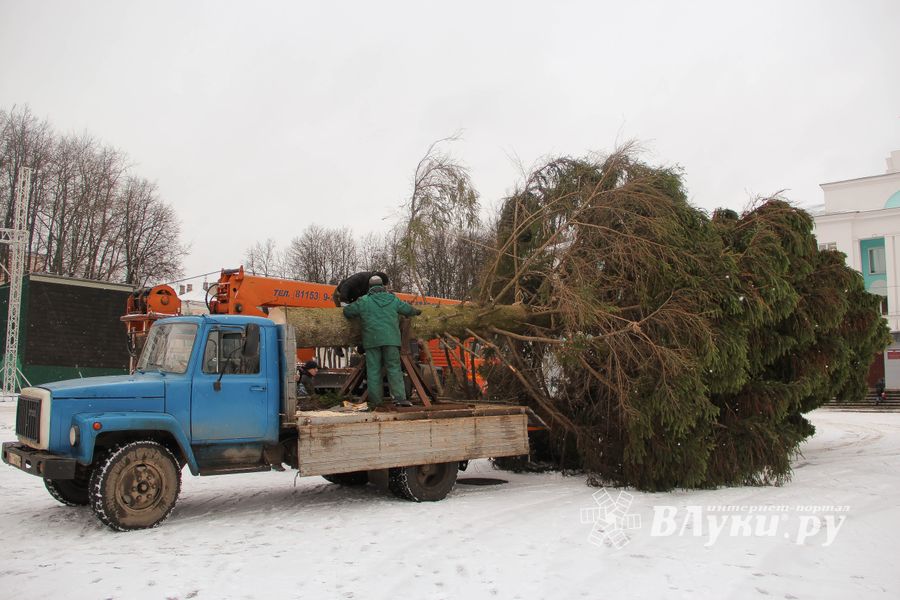 Ёлочка приехала! (ФОТО)