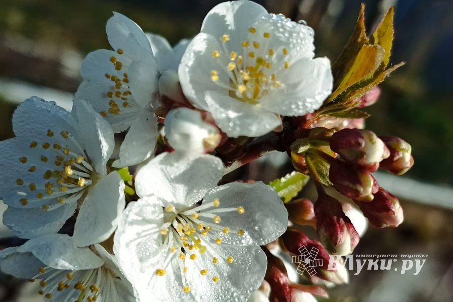 ©ВЛуки.ру/Ирина Ловчая