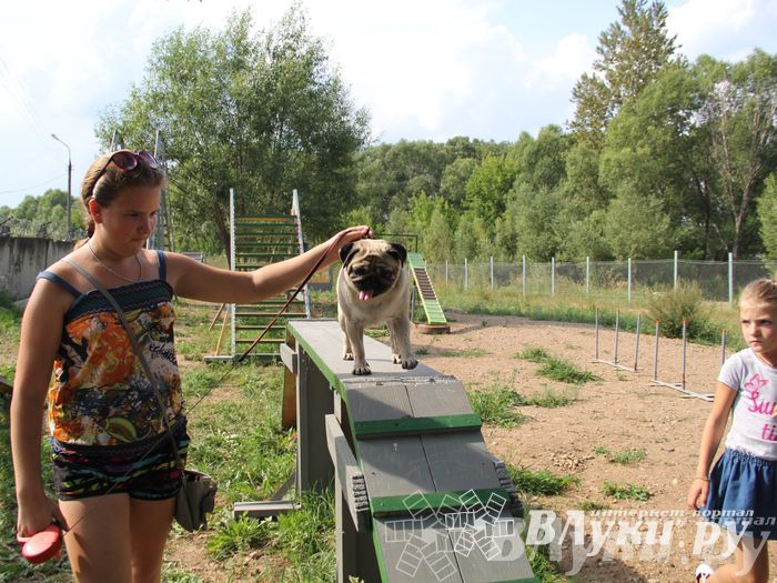 День открытых дверей на спортивно-дрессировочной площадке