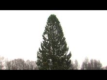 Импульс-ТВ: Установка ёлки 