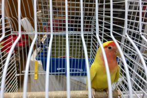 «Zooбастики»: подарите праздник своим любимцам! (ФОТО+ВИДЕО)