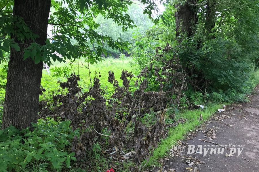 Грозы добавляют неухоженности Великим Лукам (ФОТО)