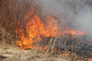 Великолукский район полыхает (ФОТО; ВИДЕО)