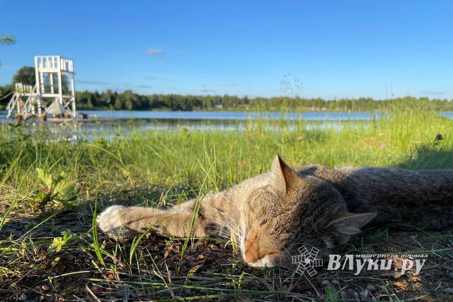 ВЛуки.ру