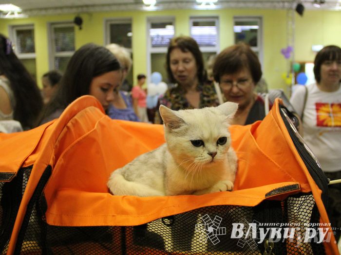 В Великих Луках прошла выставка кошек (фото)
