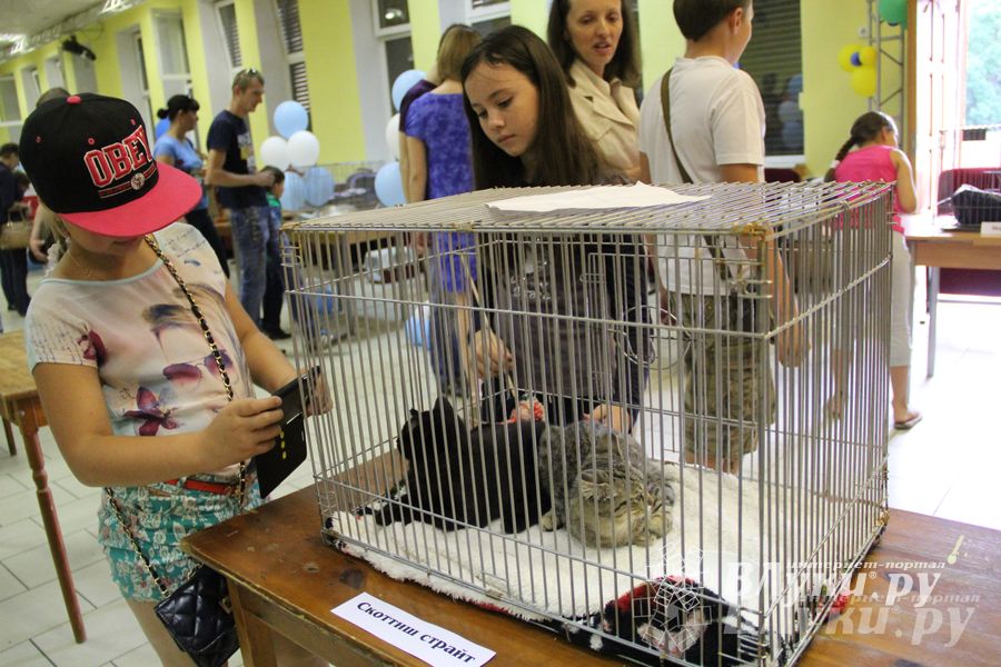 В Великих Луках прошла выставка кошек (фото)