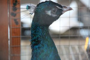 В Великих Луках прошла универсальная осенняя ярмарка (ФОТО)