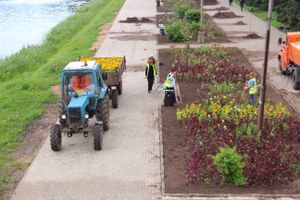 В Великих Луках сажают, стригут и красят (ФОТО)