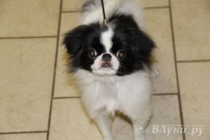 Всероссийская выставка собак в Великих Луках (фото)