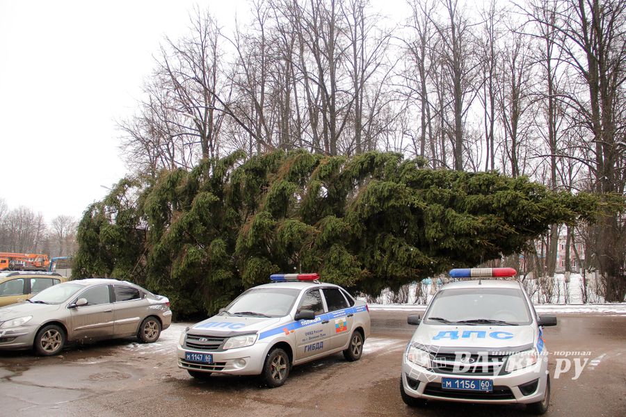 Ёлочка приехала! (ФОТО)