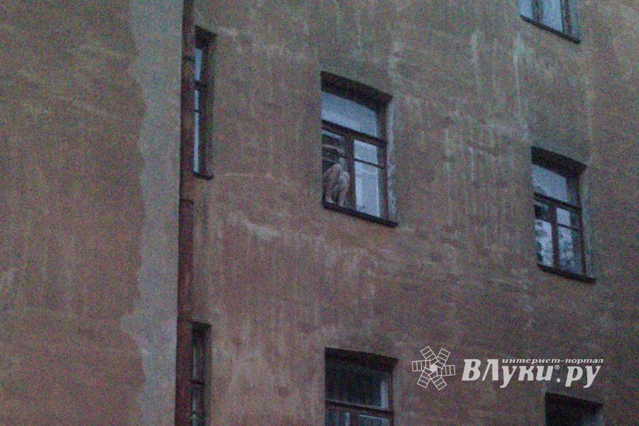 Мужик и белочка