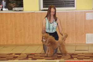 Всероссийская выставка собак в Великих Луках (фото)