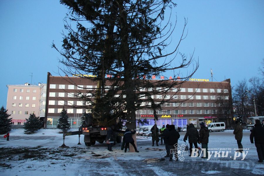 Новогодняя ель приехала в Великие Луки
