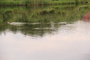 Чемпионат Великих Лук по ловле спиннингом: клевала, но мало (ФОТО)