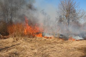 Великолукский район полыхает (ФОТО; ВИДЕО)