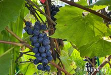 Прогноз погоды на 10 сентября в Великих Луках