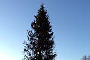 Новогодняя ель приехала в Великие Луки