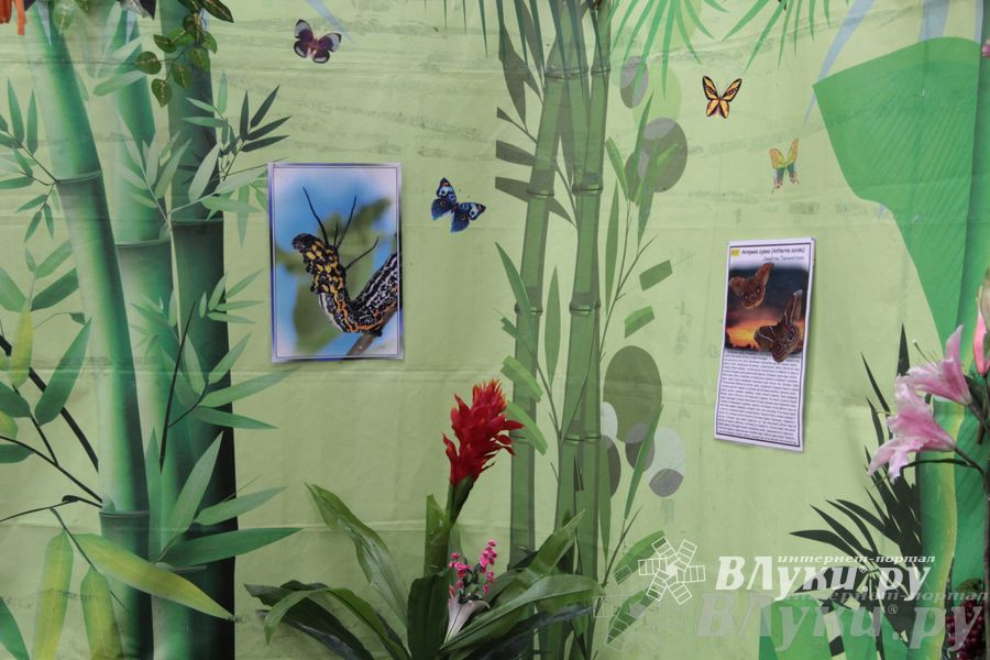 Обзор выставок Краеведческого музея