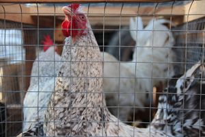 В Великих Луках прошла универсальная осенняя ярмарка (ФОТО)