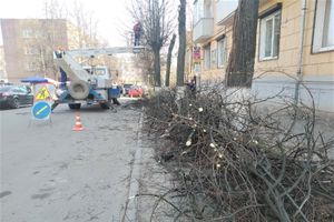 На Пионерской пилят деревья (ФОТО)