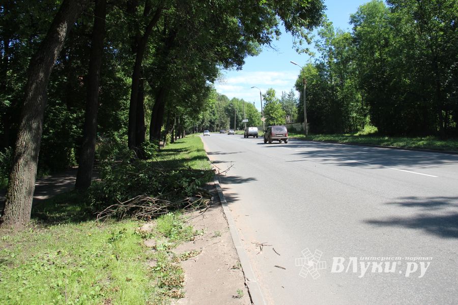 «Опасную» ветку над проспектом Гагарина спилили (ФОТО)