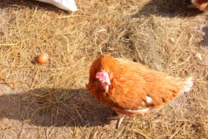 СТЦ «СтройСам» порадовал великолучан на универсальной ярмарке «Весна-2018» (ФОТО)