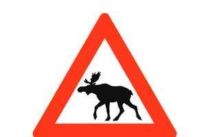 Лось стал причиной смерти двух человек