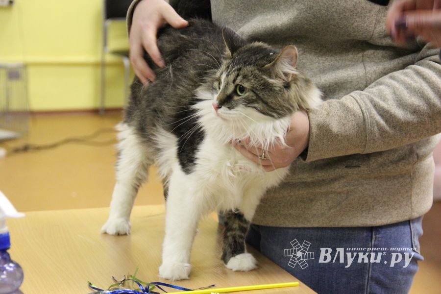 В Великих Луках прошла выставка кошек (фото)
