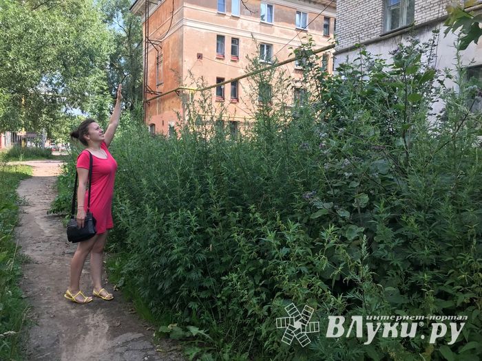 Пора приглашать англичан в Великие Луки (ФОТО)