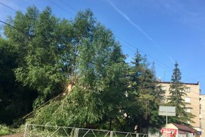 Ливень и гроза повалили деревья в Великих Луках (ФОТО)