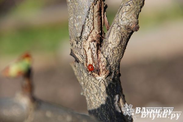 С завтрашнего дня в Псковской области начнётся потепление