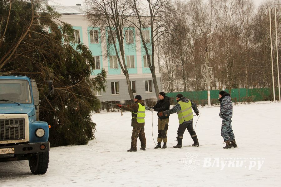 Ёлочка приехала! (ФОТО)