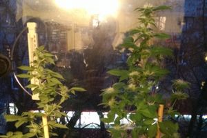 В Великих Луках арестована преступная группировка (фото)