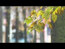 Импульс ТВ: Прокуратура