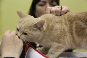 В Великих Луках прошла выставка кошек (фото)