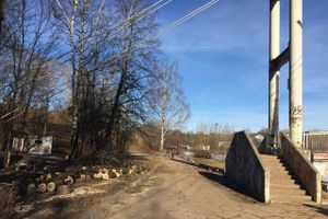 В УЖКХ Великих Лук объяснили спил деревьев возле пешеходного моста (ФОТО)