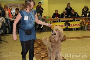 Всероссийская выставка собак в Великих Луках (фото)