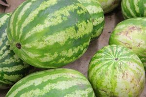 В Великих Луках проверили бахчевые (ФОТО)