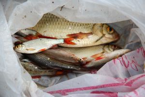 Чемпионат Великих Лук по ловле спиннингом: клевала, но мало (ФОТО)