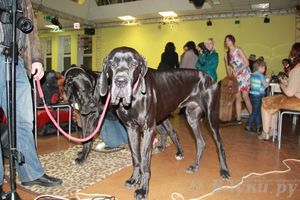 Всероссийская выставка собак «Великие Луки — 2014»