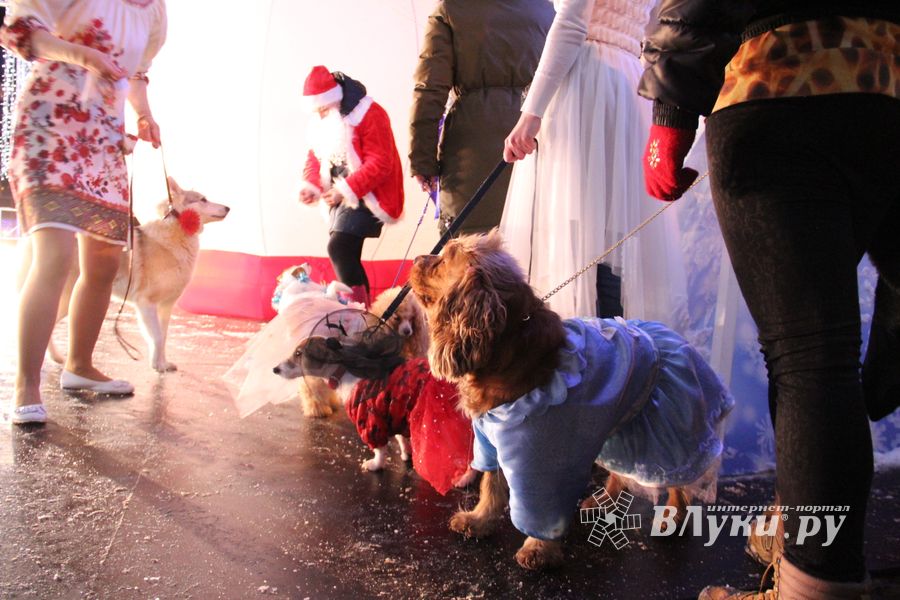 В Великих Луках зажгли Ёлку (ФОТО)