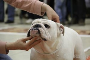 Всероссийская выставка собак «Великие Луки — 2014»