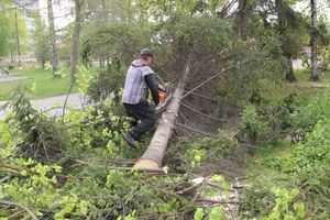 На площади Калинина убирают лишние деревья (ФОТО)