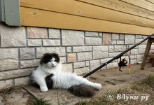 Прогноз погоды в Великих Луках на 8 мая