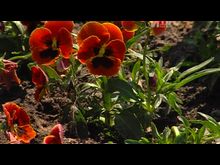 Импульс-ТВ: Цветы