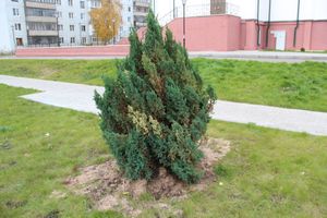 Куда исчезли пихты у Свято-Вознесенского собора в Великих Луках