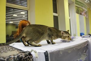 В Великих Луках прошла выставка кошек (фото)