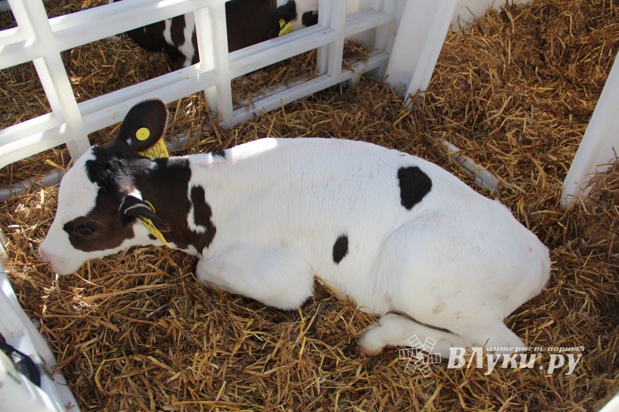 Торговая ярмарка «Осень-2016» прошла в Великих Луках (ФОТО)