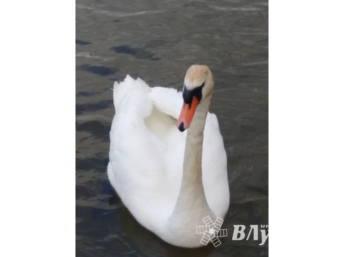 Часовню-купель в память о погибших великолукских паломниках освятили в Изборске